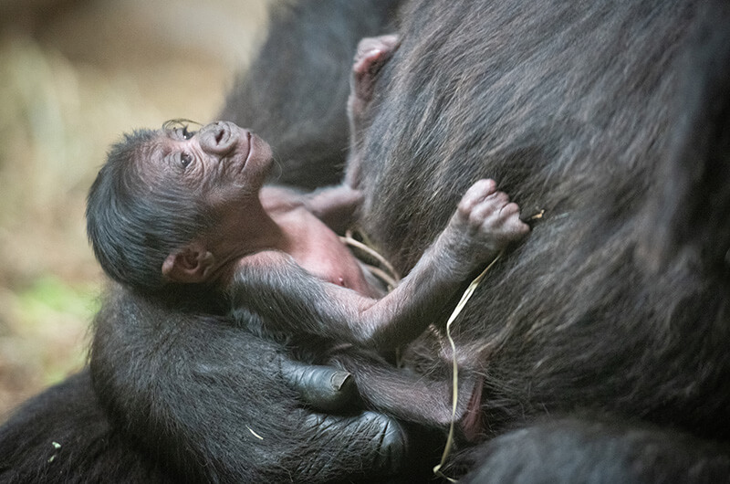 A baby gorilla holding onto the troop's female leader at Cleveland Metroparks Zoo