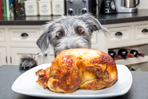 A dog eyeing up a roasted chicken
