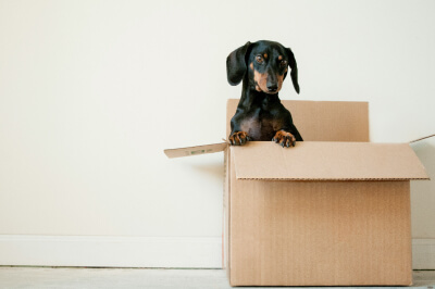 Dachshund dog inside a moving box as family follows their moving checklist.